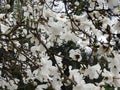 Magnolia Lebner, Magnolia Ãâ loebneri Merrill Royalty Free Stock Photo